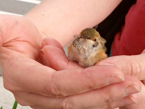 150504_CELL_004-gimp_LR500