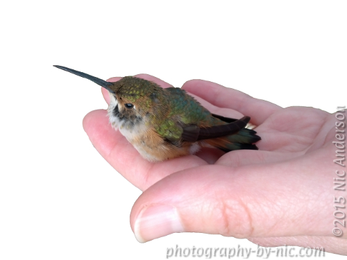 experimenting-extracting-foreground-final_LR500-wm