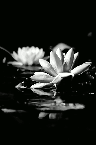 120414_NAT_4437-gimp-60s-movie-posters_engrave-500