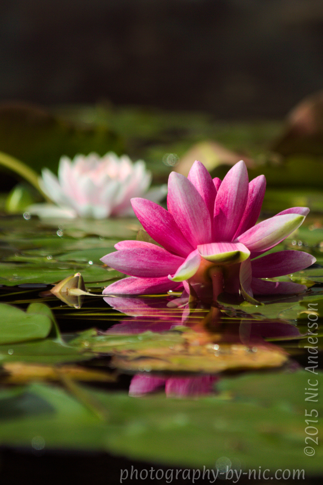 more curves adjustments to original image