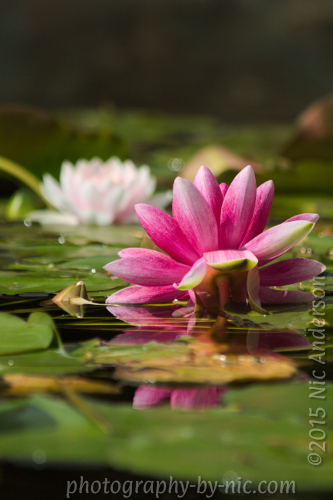 120414_NAT_4437-gimp-noir2-b5c5_LR500