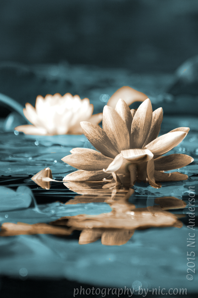 color curves to make back flower closer to white