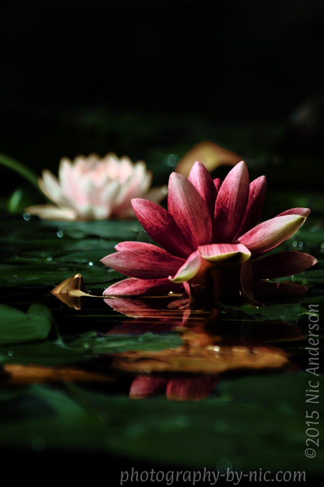 120414_NAT_4437-gimp-orange-teal_split-tone-curves2_mult