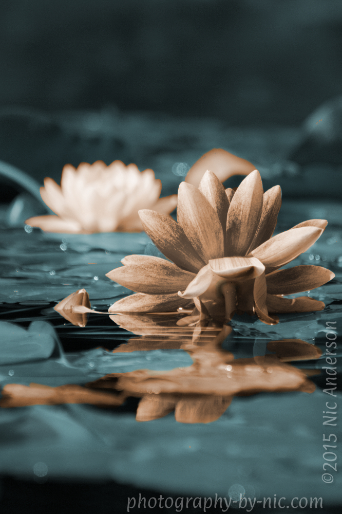 reduced opacity split-tone over greyscale layer