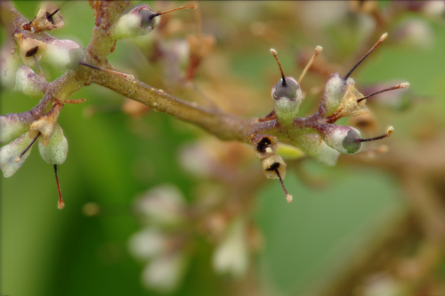 150609_final-cws9-gray_set1--current-fav_LR500