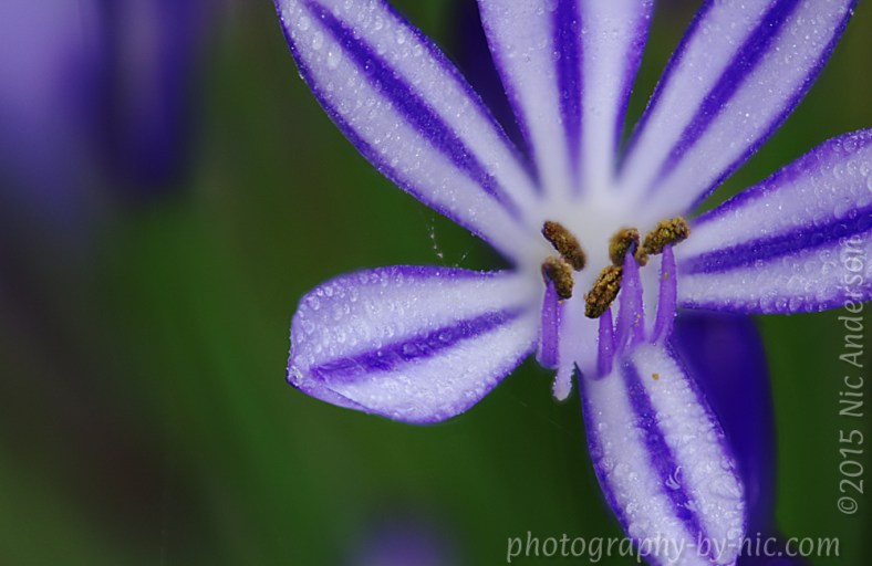 150611_final-cws5-gray-set14--gimp-edit_LR1000-wm