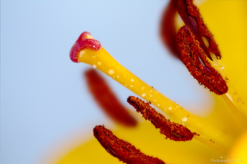 150613_final-cws5-gray_set7--gimp2-blue_LR1000-wm