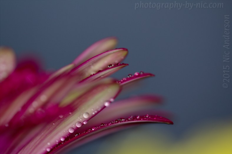 150613_NAT_119_LR1000-wm