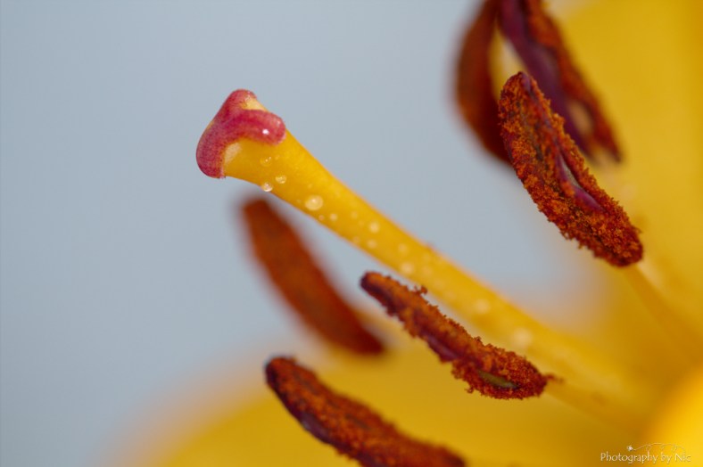 150613_NAT_148_LR1000-wm