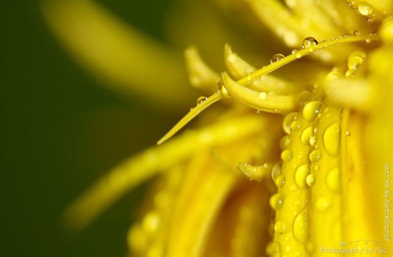 150615_final-cws5-gray_set1--gimp-wm_LR1000