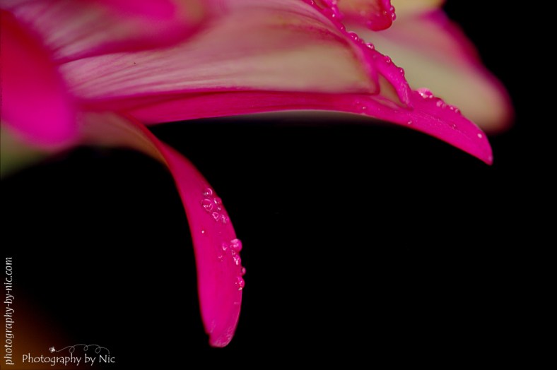 Focus Stacked with 6 photos