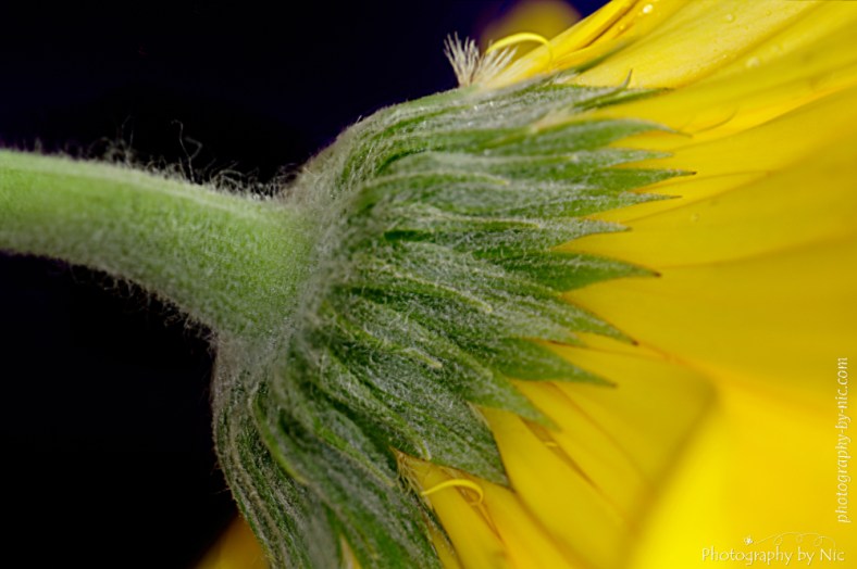 150615_final-cws5-gray_set4--gimp-wm_LR1000