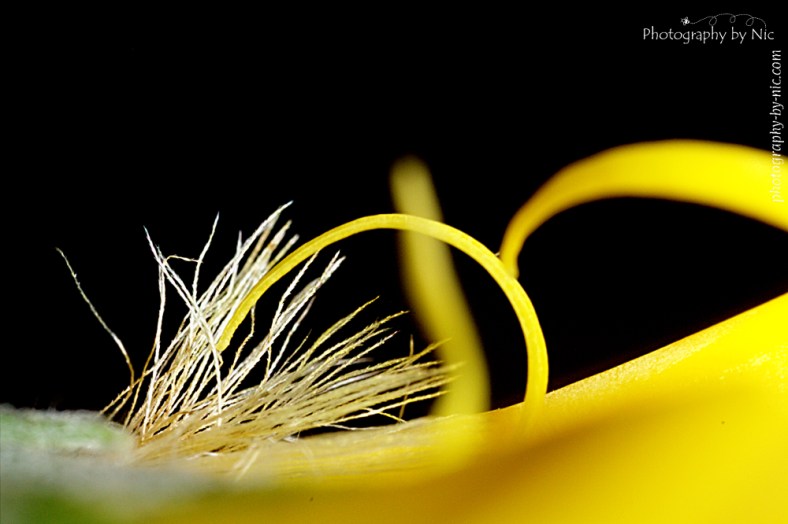 150617_NAT_086--gimp_LR1000-wm