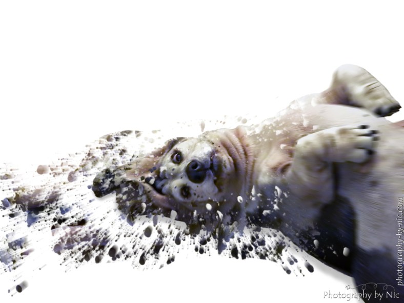 150812_NAT_003-DT--gimp12_LR1000-wm