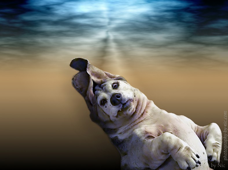 150812_NAT_003-DT--gimp21_LR1000-wm