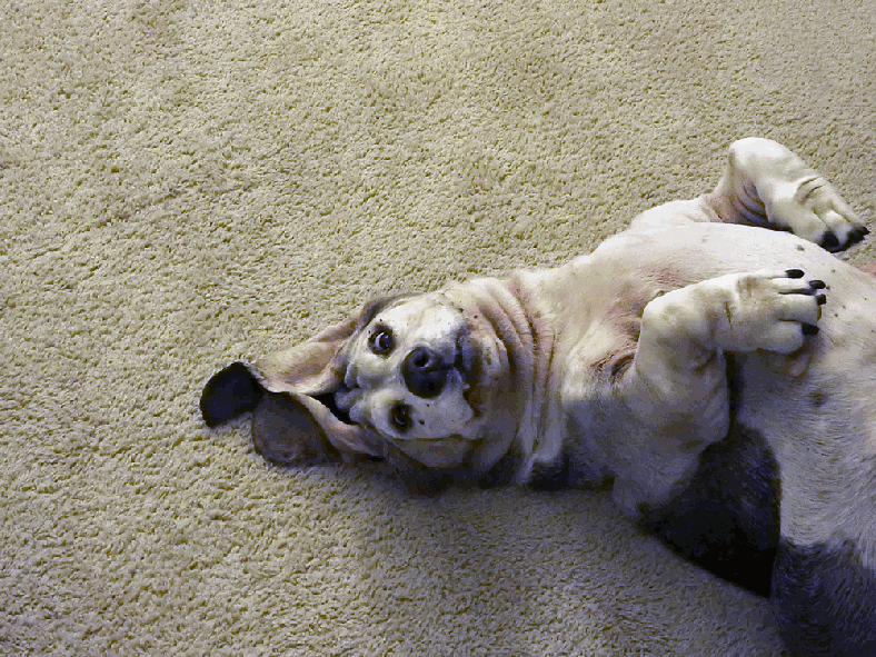 waveletdecomposepolyptych