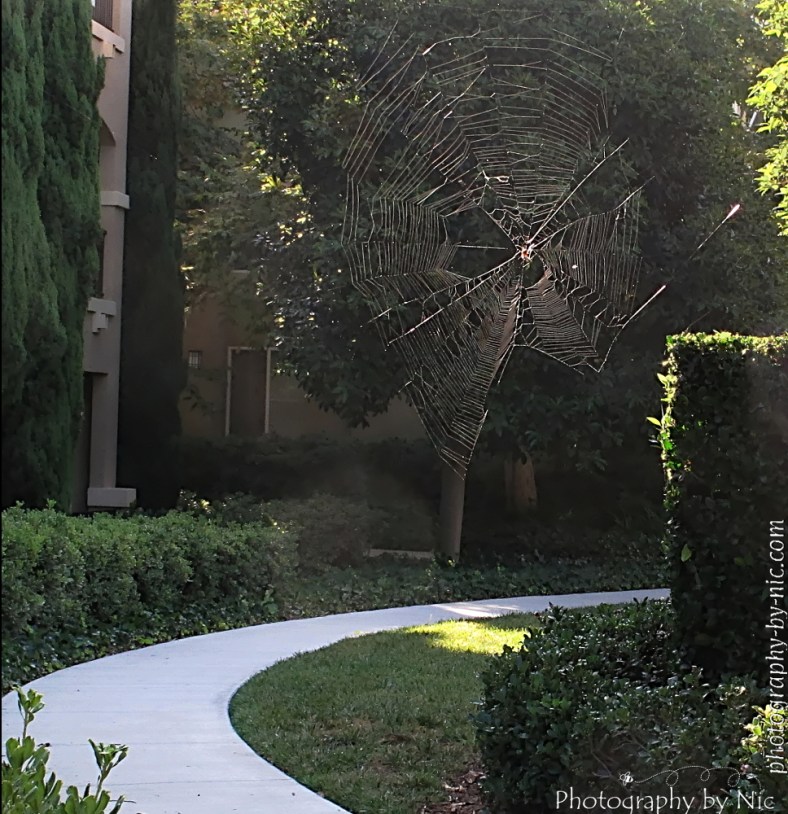 150827_NAT_071--gimp-c-wm_LR1000