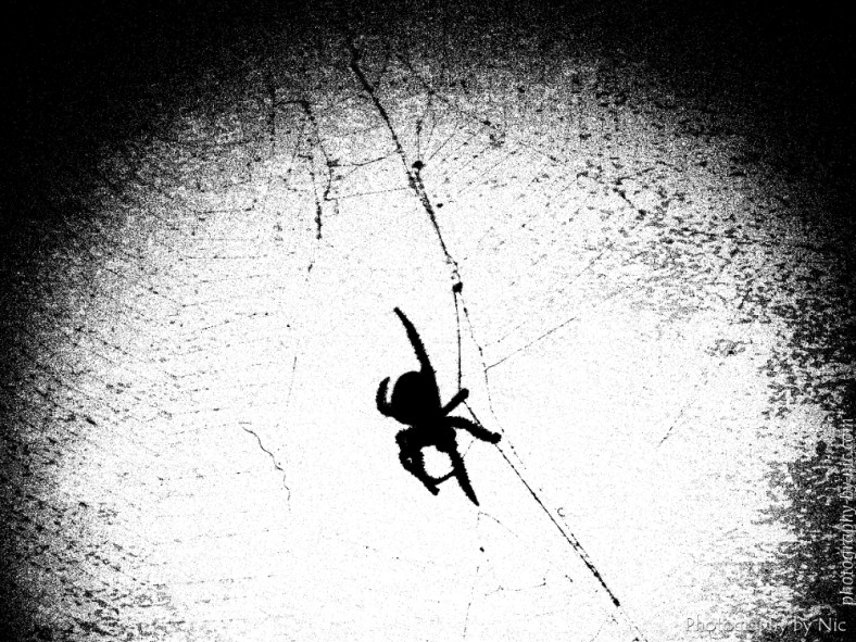 151006_NAT_013--gimp_LR1000-wm