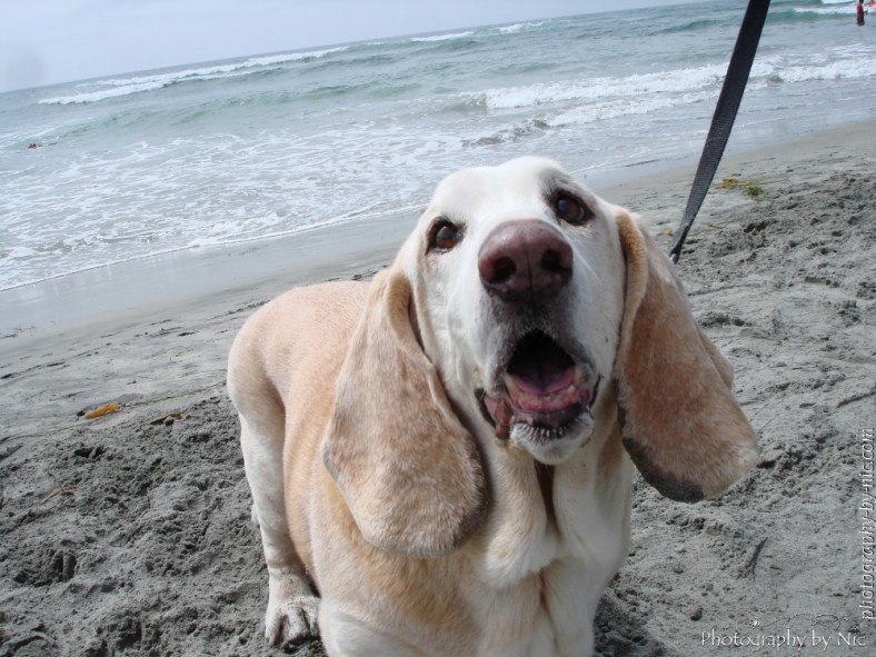 dsc00762--gimp_LR1000-wm