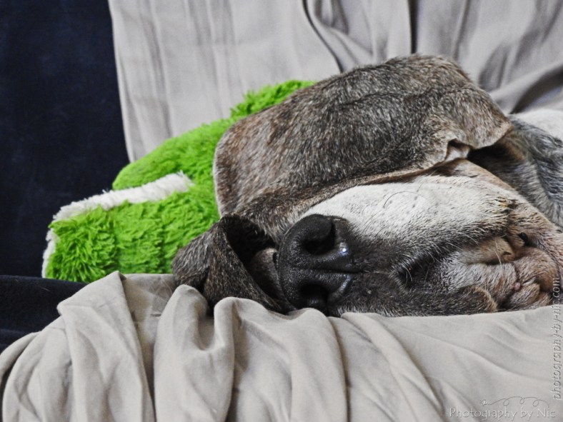 playing_with_clarity-gimp--local_normalization-MLuminosityMaskApplied_LR1000-wm