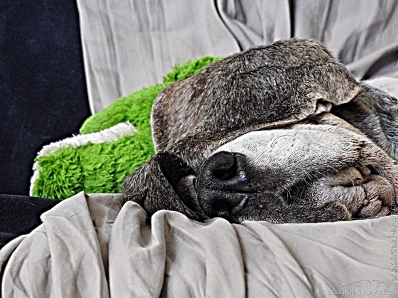 playing_with_clarity-gimp--local_normalization_LR1000-wm