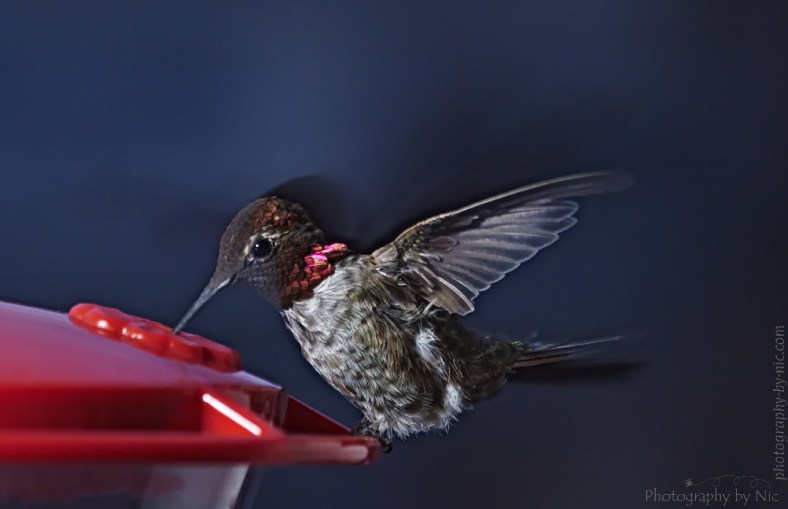 130623_NAT_020--gimp-c_LR1000-wm