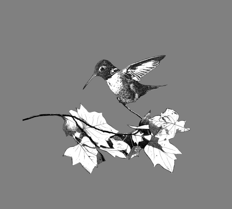 130623_NAT_020--gimp2-before-texture-wm_LR2000