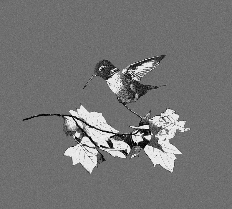 130623_NAT_020--gimp2-wm_LR2000