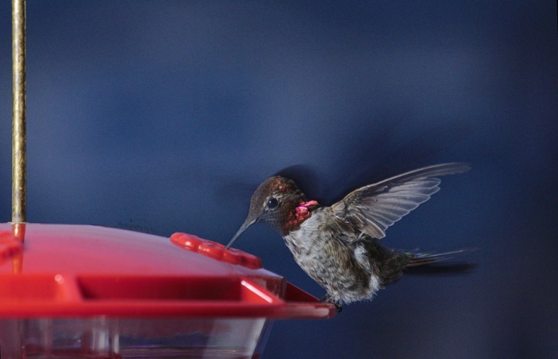 130623_NAT_020--gimp3_LR1000-wm