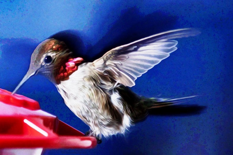 130623_NAT_020--gimp5_LR1000-wm