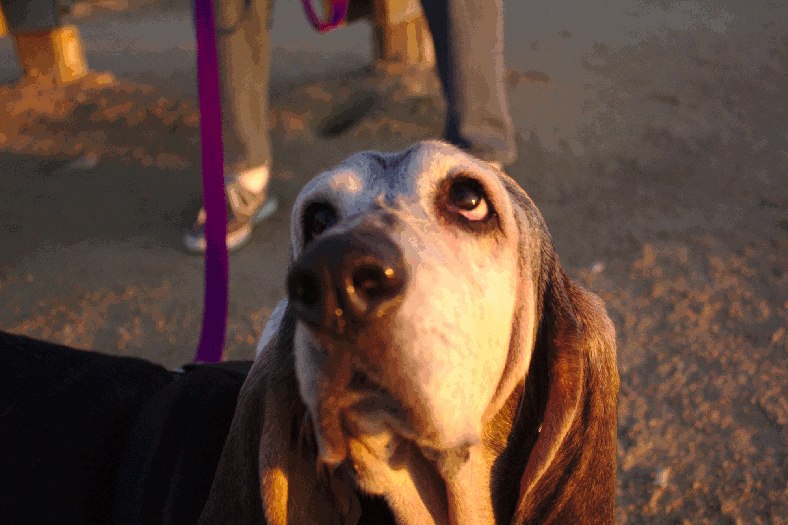 120101_NAT_032-gimp-tangle