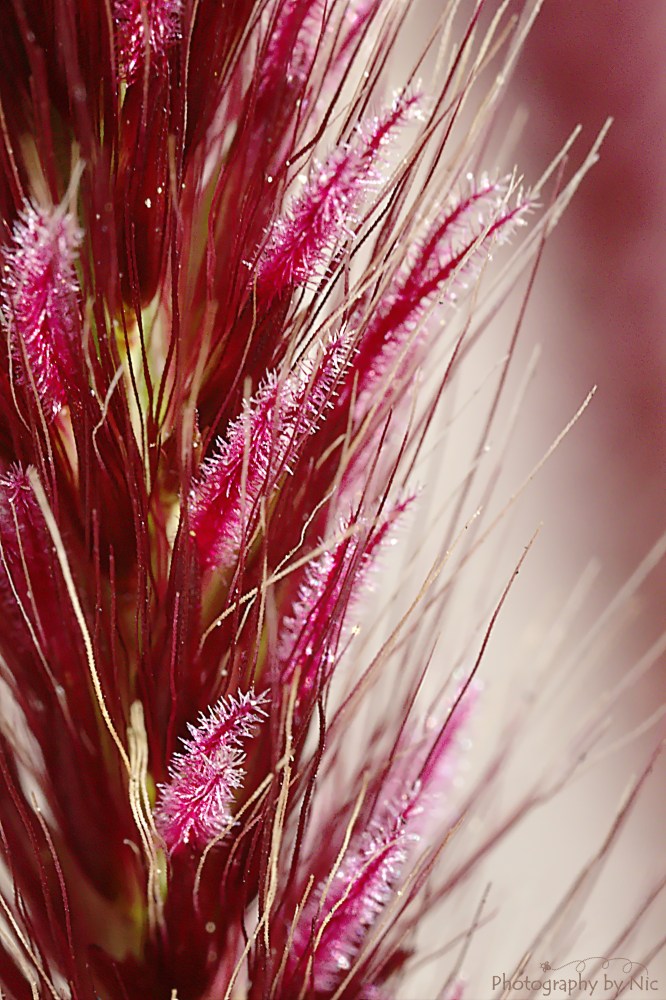 160108_NAT_028--gimp_LR2000-wm