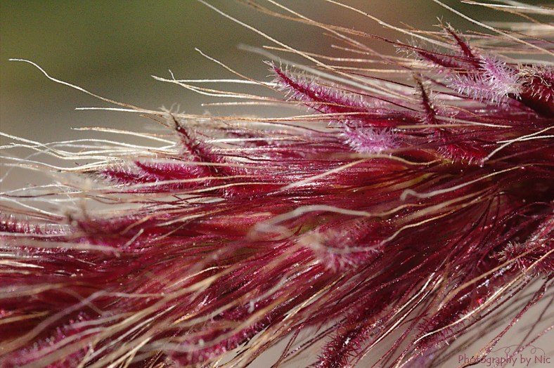 160108_NAT_047--gimp_LR2000-wm