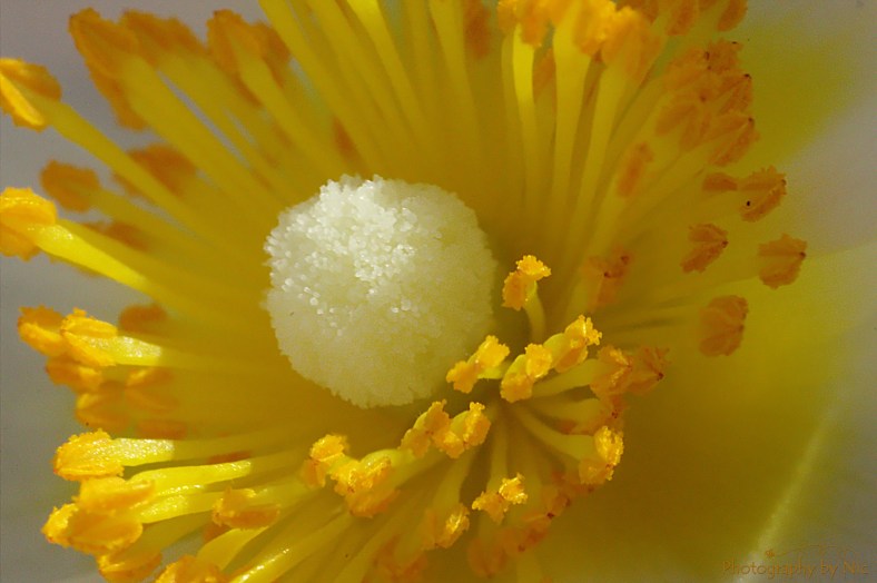 160108_NAT_092--gimp_LR2000-wm