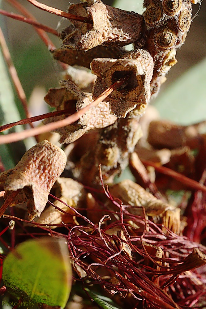 160108_NAT_129--gimp_LR2000-wm