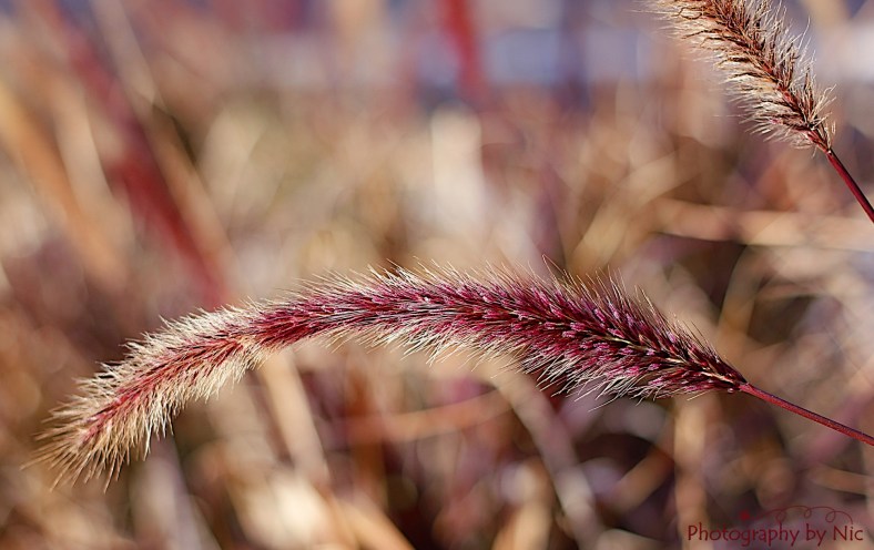 160302_NAT_012--gimp_LR2000-wm