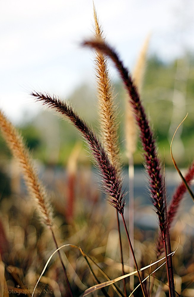 160302_NAT_014--gimp_LR2000-wm