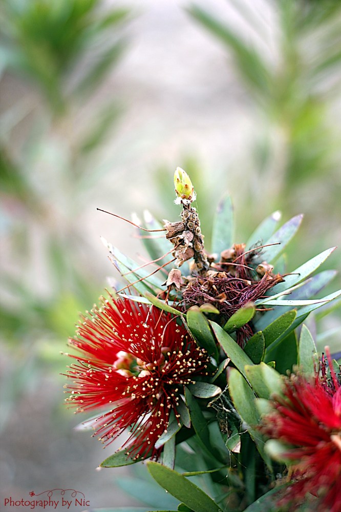 160302_NAT_026--gimp_LR2000-wm