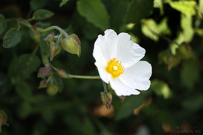 160302_NAT_041--gimp_LR2000-wm-2