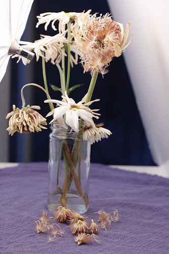 160416_NAT_030-FL_50--gimp_LR1000-wm