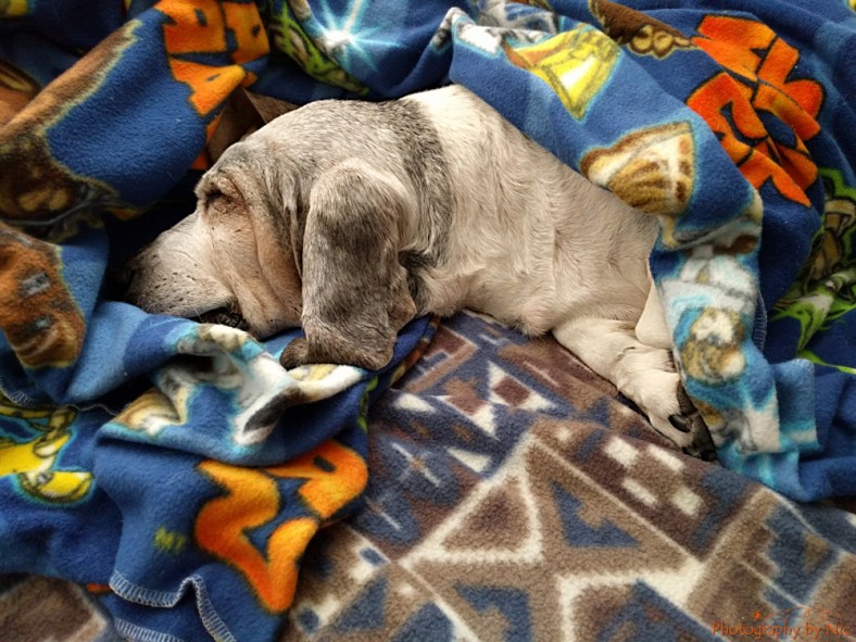 160420_PUP_001--gimp_LR1000-wm