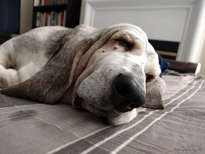 160424_PUP_001--gimp_LR1000-wm