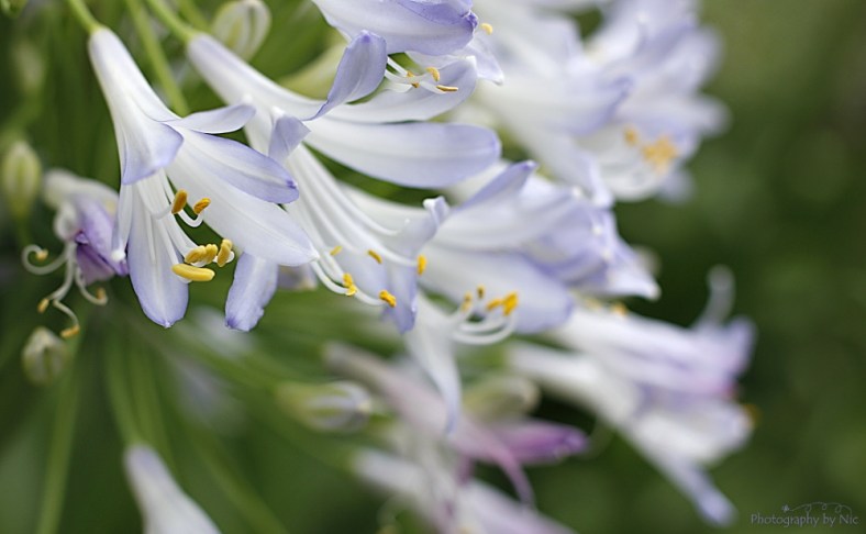 160531_NAT_020-FL_40-c2_LR1000-wm