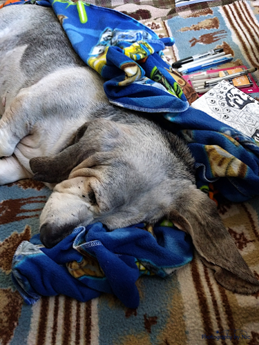 160608_NAT_001-gimp_LR500-wm