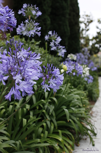 160609_NAT_001-FL_40--gimp_LR500-wm