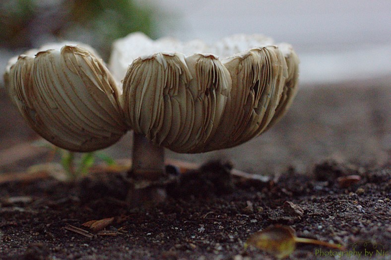 160714_NAT_008-FL_40--gimp_LR1000