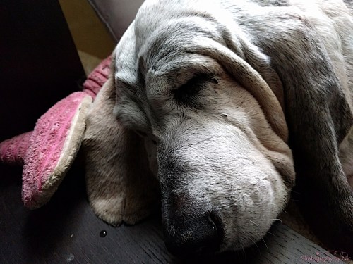 160727_CELL_003--gimp_LR1000