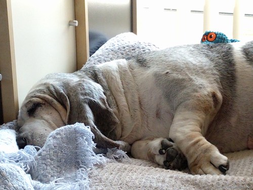 160728_CELL_004--gimp_LR1000