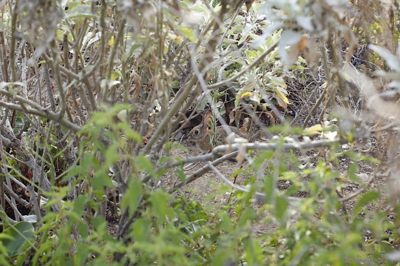 160812_NAT_049-FL_40--gimp-wm_LR1000