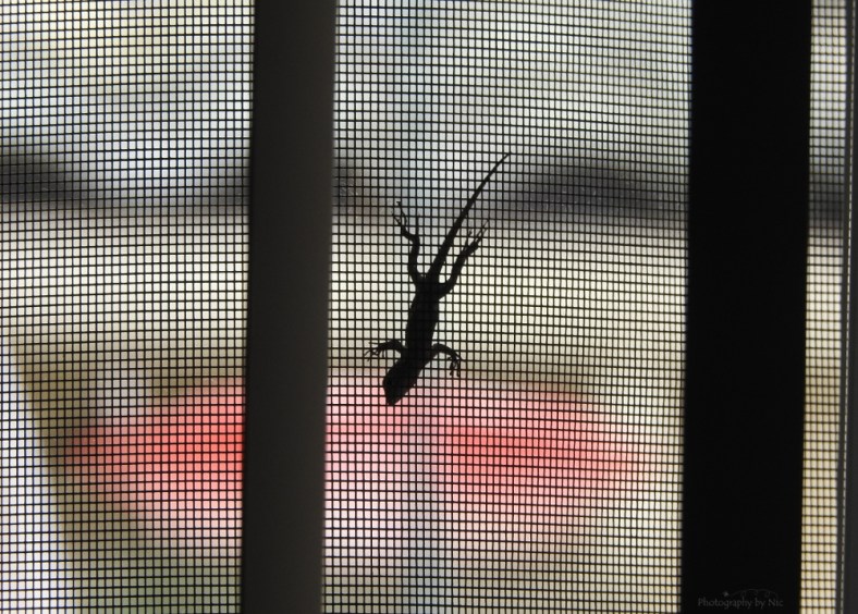 160823_NAT_043-FL_98--gimp_LR1000